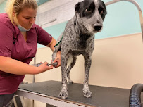 Stuebner Airline Pet Resort & Spa - Photo 9 - Car repair in Spring, TX, The Woodlands