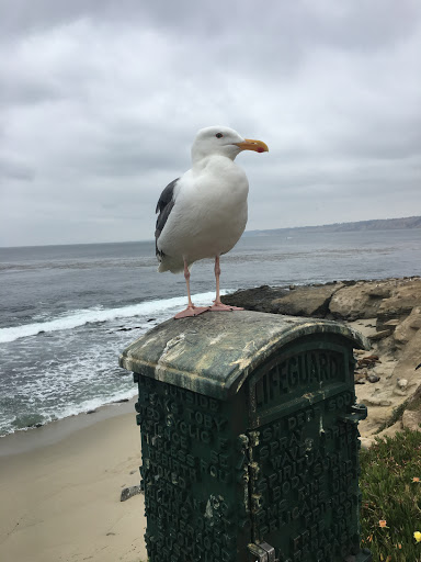 National Park «Point Loma Tide Pools», reviews and photos, 1800 Cabrillo Memorial Drive, San Diego, CA 92106, USA