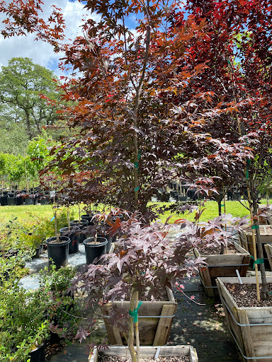 Florist «Bald Mountain Nursery», reviews and photos, 6195 Bald Mountain Rd, Browns Valley, CA 95918, USA