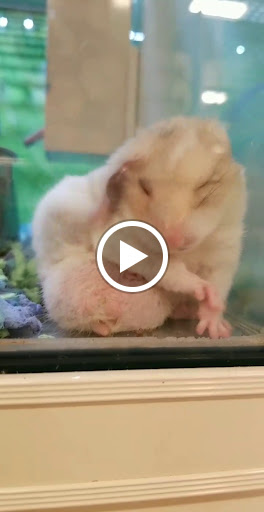 Pet Supply Store «PetSmart», reviews and photos, 31705 Pacific Hwy S, Federal Way, WA 98003, USA