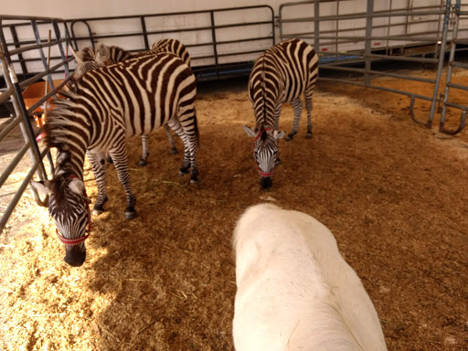 Event Venue «Greensboro Coliseum Complex», reviews and photos, 1921 W Gate City Blvd, Greensboro, NC 27403, USA