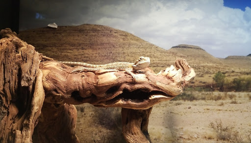 Pet Supply Store «Petco Animal Supplies», reviews and photos, 280 Kensington Blvd, Slidell, LA 70458, USA