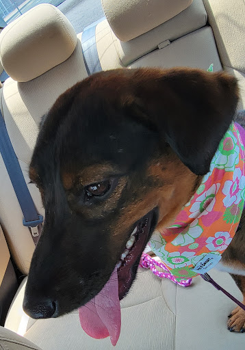 Pet Supply Store «PetSmart», reviews and photos, 2000 Clements Bridge Rd, Woodbury, NJ 08096, USA