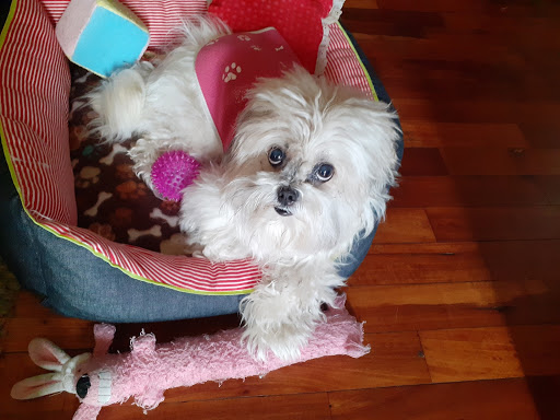 Pet Supply Store «Petco Animal Supplies», reviews and photos, 1121 5th St, Miami Beach, FL 33139, USA