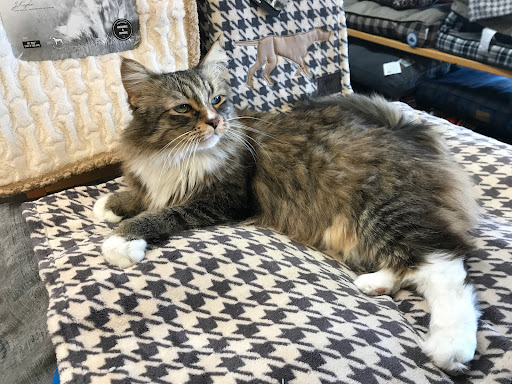 Pet Supply Store «The Pet Emporium», reviews and photos, 2394 E Stadium Blvd, Ann Arbor, MI 48104, USA