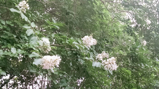 Performing Arts Theater «Wortham Theater Center», reviews and photos, 501 Texas Ave, Houston, TX 77002, USA