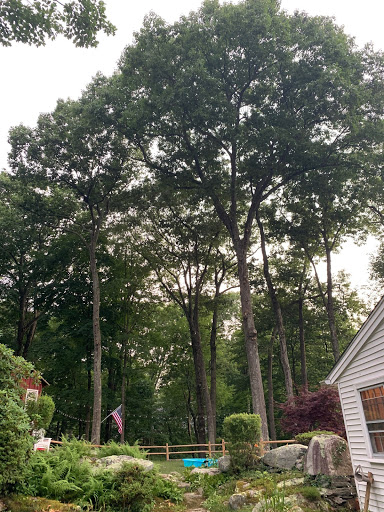 Tree Service «Exquisite Environments», reviews and photos, 1351 Stillwater Rd, Stamford, CT 06902, USA