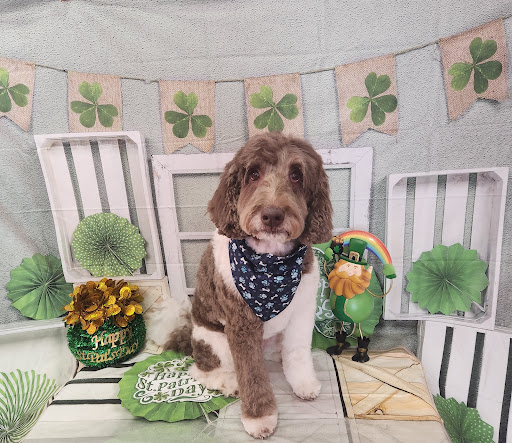 Honest to Dog Alaska