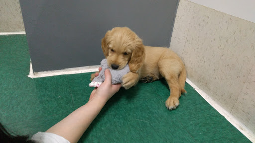 Pet Store «Petland Fairfax», reviews and photos, 9404 Main Street, Fairfax, VA 22031, USA