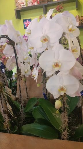 Florist «Natural Orchids Boutique», reviews and photos, 10129 SW 72nd St, Miami, FL 33173, USA