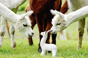 Alpacaly Ever After image