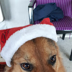 Photo n°1 de l'avis de Hans.y fait le 31/01/2018 à 11:40 sur le  Caro's Cafeteria à Süderlügum