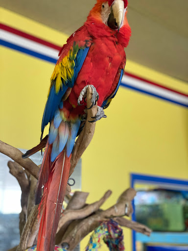Pet Store «The Amazon Pet Store», reviews and photos, 2936 Del Prado Blvd, Cape Coral, FL 33904, USA