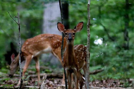 Nature Preserve «Piedmont Environmental Center», reviews and photos, 1220 Penny Rd, High Point, NC 27265, USA