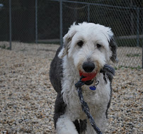 Bark 'N' Town Pet Resort and Day Spa - Photo 8 - Car repair in Ingleside, IL, Round Lake Beach