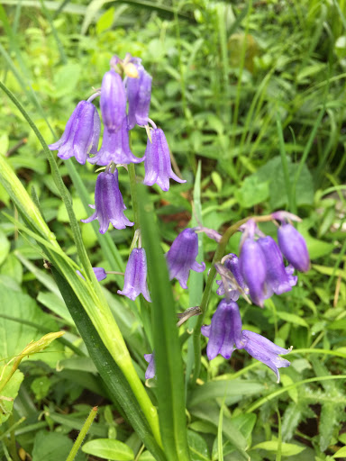 Nature Preserve «Eidolon Nature Preserve», reviews and photos, 2146 Orleans Rd, Great Cacapon, WV 25422, USA