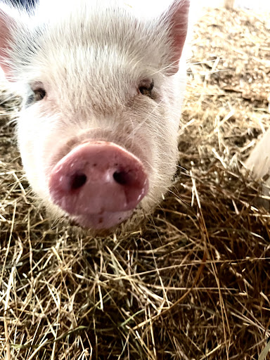 Farm «Warbington Farms (U-Pick Strawberries)», reviews and photos, 5555 Crow Rd, Cumming, GA 30041, USA