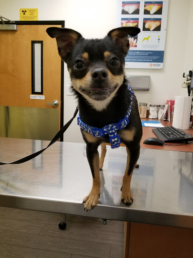 Pet Supply Store «PetSmart», reviews and photos, 5521 Mirage St, Yorba Linda, CA 92887, USA