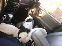 Meadow Brook Kennels - Photo 9 - Car repair in Augusta, GA, Augusta