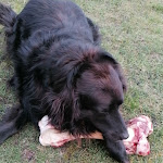 Photo n°1 de l'avis de Amaroq.o fait le 20/11/2022 à 14:38 sur le  Brauhaus Joh. Albrecht Soltau à Soltau