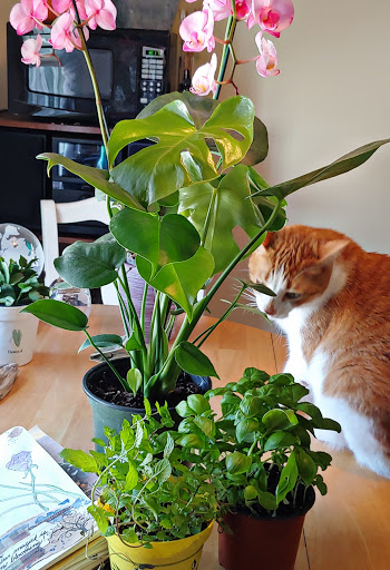 Greenhouse «Wentworth Greenhouses», reviews and photos, 141 Rollins Rd, Rollinsford, NH 03869, USA