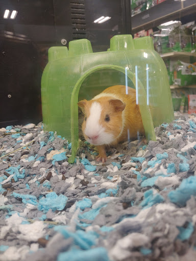Pet Supply Store «PetSmart», reviews and photos, 300 N Congress Ave, Lake Park, FL 33403, USA