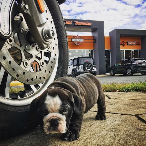 Harley-Davidson Dealer «Old Dominion Harley-Davidson», reviews and photos, 5224 Jefferson Davis Hwy, Fredericksburg, VA 22408, USA
