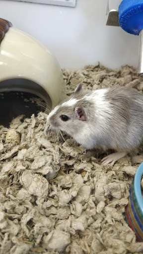 Pet Supply Store «Petco Animal Supplies», reviews and photos, 31419 Pacific Hwy S, Federal Way, WA 98003, USA