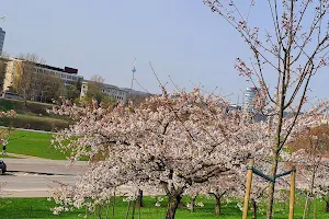 Sakura Park image