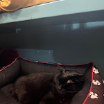 Photo n°6 de l'avis de Maya. fait le 30/12/2023 à 18:34 sur le  Crazy Cat Café à Milan