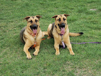 Tails Are Wagging - Photo 5 - Car repair in San Antonio, TX, San Antonio