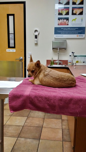 Pet Supply Store «PetSmart», reviews and photos, 1157 E North Ave, Belton, MO 64012, USA