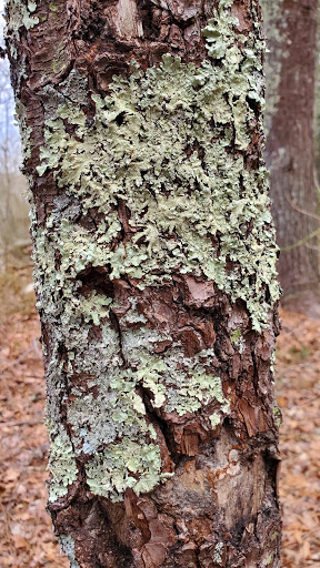 Nature Preserve «Wildlands Trust - Willow Brook Farm Preserve», reviews and photos, 99 Barker St, Pembroke, MA 02359, USA