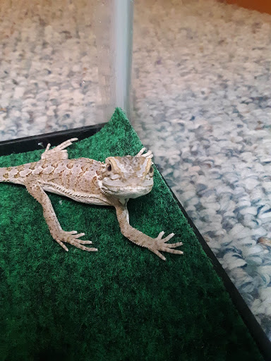 Pet Store «Pet Advantage», reviews and photos, 350 Dorset St # 1, South Burlington, VT 05403, USA