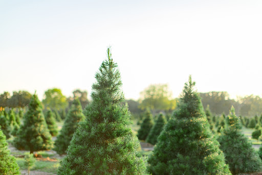 Old Time Christmas Tree Farm