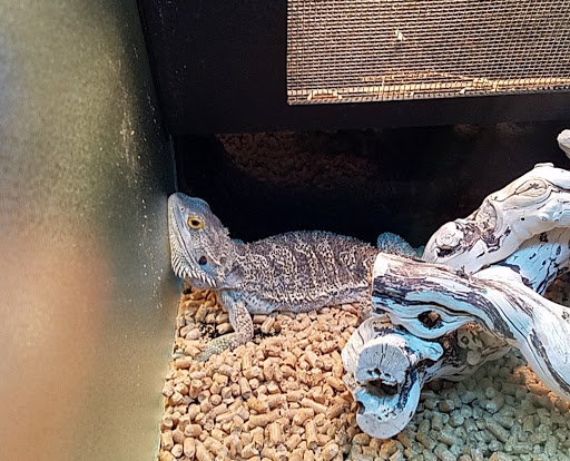 Pet Store «Fish Bowl», reviews and photos, 2117 E Race Ave, Searcy, AR 72143, USA