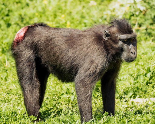 Zoo «Memphis Zoo», reviews and photos, 2000 Prentiss Pl, Memphis, TN 38112, USA