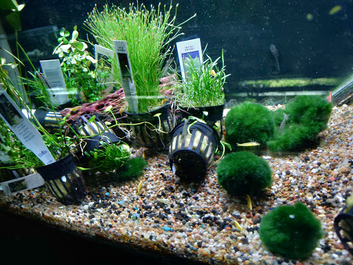 Tropical Fish Store «Aquarium Boutique», reviews and photos, 9035 Garland Rd, Dallas, TX 75218, USA