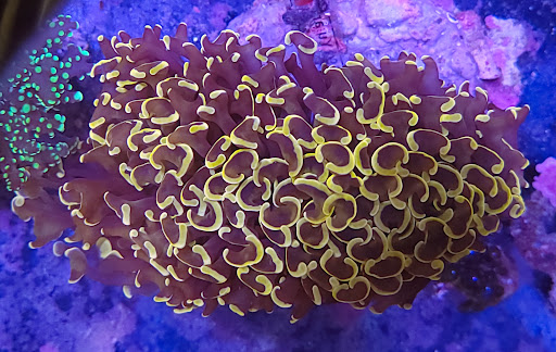 Tropical Fish Store «Shipwreck Cove Custom Aquariums», reviews and photos, 215 S El Camino Real, Encinitas, CA 92024, USA