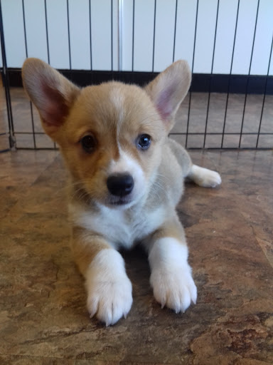 Pet Supply Store «Just Pets», reviews and photos, 8874 Maximus Dr, Lone Tree, CO 80124, USA