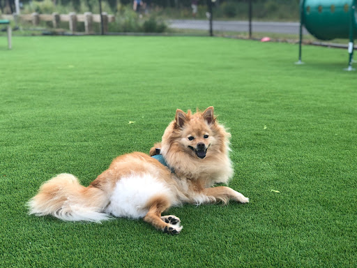 Pet Supply Store «Pet Life | Supplies, Services & Knowledge», reviews and photos, 517 S Broadway, Salem, NH 03079, USA