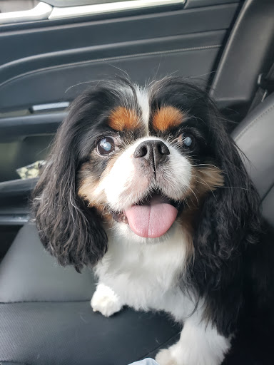 Pet Supply Store «Healthy Spot», reviews and photos, 1880 Newport Blvd, Costa Mesa, CA 92627, USA