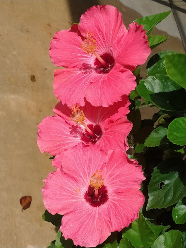 Home Improvement Store «The Home Depot», reviews and photos, 1490 Capital Cir NW, Tallahassee, FL 32303, USA