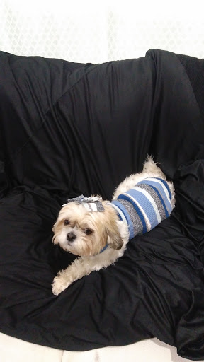 Pet Supply Store «PetSmart», reviews and photos, 5650 Mercury Dr, Dearborn, MI 48126, USA