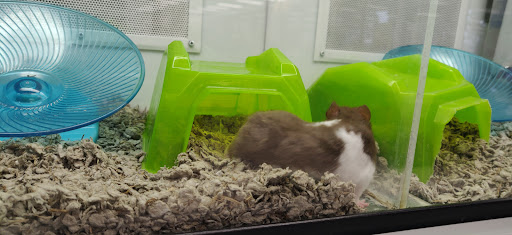 Pet Supply Store «Petco Animal Supplies», reviews and photos, 1919 El Camino Real, Mountain View, CA 94040, USA