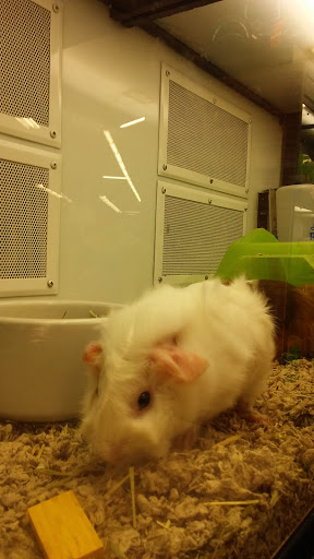 Pet Supply Store «Petco Animal Supplies», reviews and photos, 2520 E 3rd St, Bloomington, IN 47401, USA