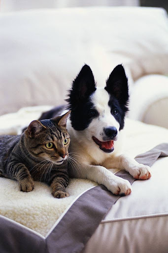 Best Pals Pet Care