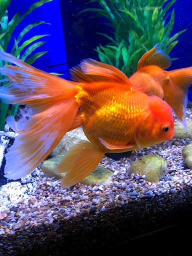 Tropical Fish Store «Exotic Aquatics», reviews and photos, 2929 Custer Rd #317, Plano, TX 75075, USA