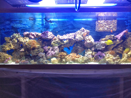 Tropical Fish Store «Hooked On Reefs», reviews and photos, 228 Hibiscus St #1, Jupiter, FL 33458, USA