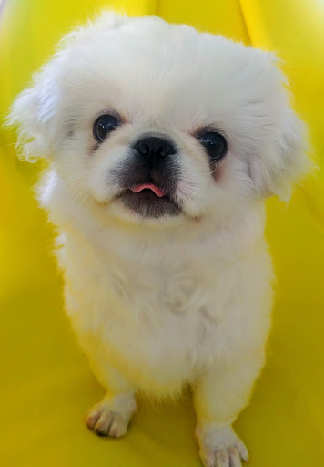 Pet Supply Store «Our Pet World», reviews and photos, 380 Semoran Commerce Pl, Apopka, FL 32703, USA